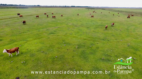 INICIO GADO TOP.00_02_59_02.Quadro043_80cf4c68a38f32edfaaa3981dc3cf38584f31ef8.jpg